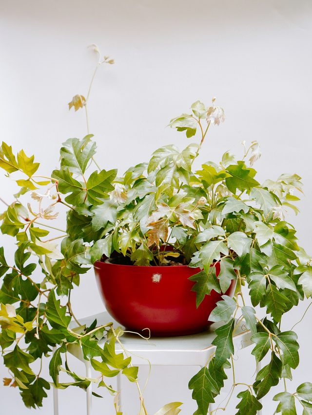 Selvvva do dia: Cipó Uva / Cissus rhombifolia