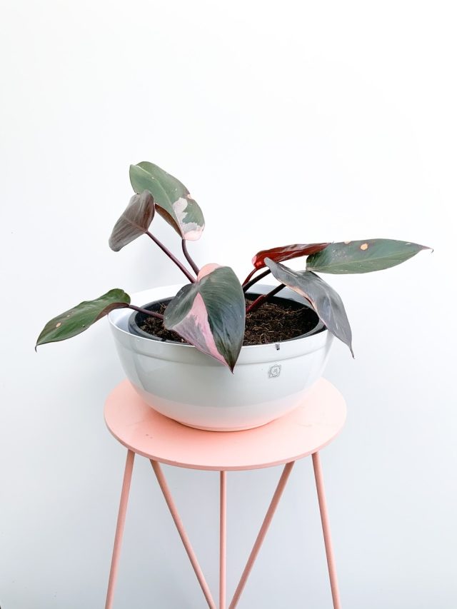 Selvvva do dia: Filodendro Pink / Philodendron sp.